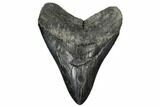 Fossil Megalodon Tooth - South Carolina #170497-1